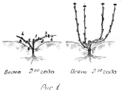 Рис. 1