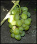 Виноград Агрус
